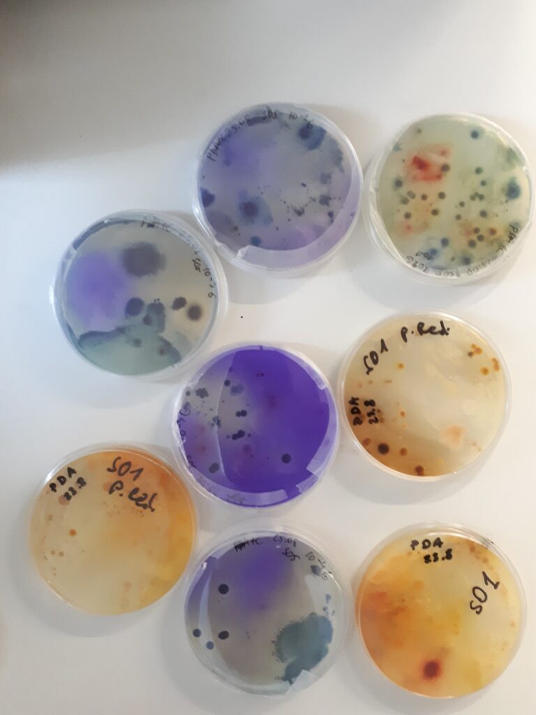 biotechnologia przemysłowa; próbki; hodowle